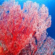 rote koralle gebraucht kaufen